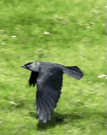 Crow GIF - Crow Bird Flying GIFs