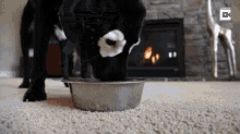 a dog is eating out of a bowl in front of a fireplace .