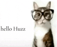 a cat wearing glasses says hello huzz on the bottom