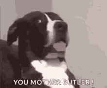 Motherbutler Dog GIF - Motherbutler Dog Dawg GIFs