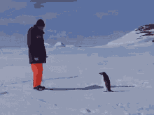 Penguin Attack GIF