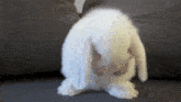 Bunny Cleaning GIF - Bunny Cleaning Fluffy GIFs