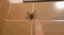 Spider Bath GIF - Spider Bath Scary GIFs