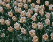 Roses Yellow GIF - Roses Yellow Flower GIFs