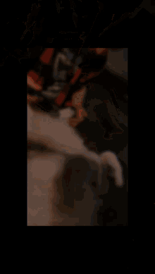 Samoyed Dog GIF - Samoyed Dog Brushing GIFs