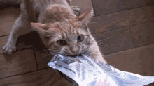 Cat Cat Tug GIF - Cat Cat Tug Cute GIFs