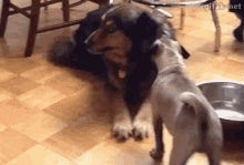 Dogs Freak Out GIF
