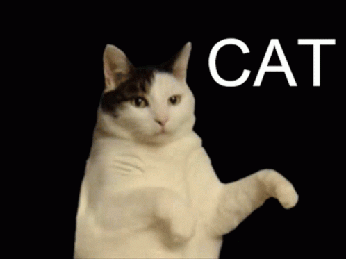 Cat Im A Kitty Cat GIF - Cat Im A Kitty Cat And I Dance - Discover & Share  GIFs
