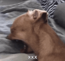 a dog laying on a bed with the word xxx written on the bottom