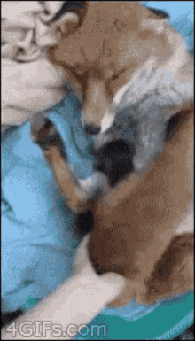 fox cute adorable cuddle