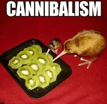 a kiwi bird is eating kiwi slices with the word cannibalism written above it