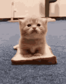 Eating Cats GIF - Eating Cats Cute GIFs