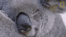 sleeping koalas101 snooze nap nap time