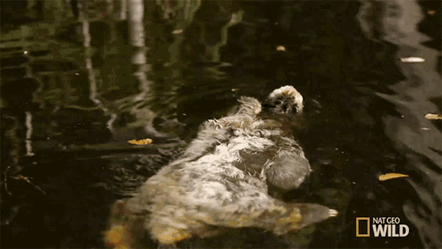 sloth swimming gif