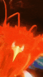 a close up of an orange flower with a yellow center on a black background