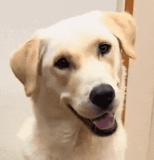 a close up of a dog 's face with its mouth open .
