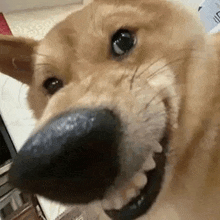 a close up of a dog 's mouth with its teeth showing .