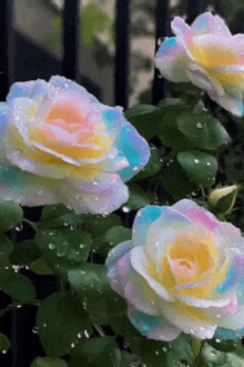 a bunch of rainbow colored roses with water drops on them are growing in a garden .