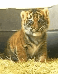 Hungry Tiger Cub Licking Tiger Cub GIF - Hungry Tiger Cub Licking Tiger Cub GIFs