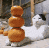 Orange Cat GIF - Orange Cat House GIFs