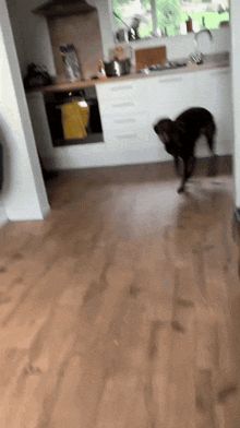a black dog is running in a kitchen