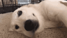 Dog Lying Down GIF