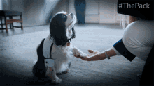 Shake Lucy GIF - Shake Lucy The Pack GIFs
