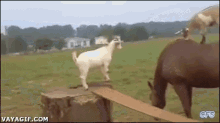 Goats. GIF - Horses Goats Lols GIFs
