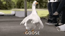 a white goose is walking on a sidewalk next to a group of people .