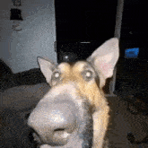 a close up of a dog 's face with a big nose