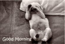 Cuteness Good Morning GIF - Cuteness Good Morning Dog GIFs