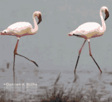 flamingos stilts