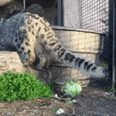 Snow Leopard Cute Playing And Having Fun GIF - Snow Leopard Cute Snow Leopard Playing And Having Fun GIFs
