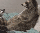 Raccoon Hold Hand GIF