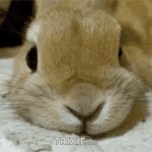 Bunny Nose GIF - Bunny Nose GIFs