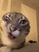 a close up of a cat licking its nose
