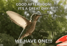 Good Afternoon Great Day GIF - Good Afternoon Great Day Hummingbird GIFs