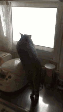 Cat Angry GIF - Cat Angry Fight GIFs