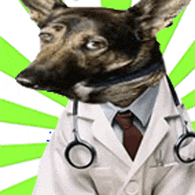 a german shepherd dressed as a doctor with stethoscopes around its neck