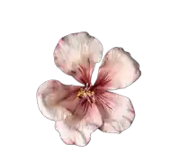 a close up of a flower with a white background