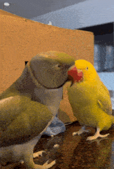 Parrot Beaker GIF - Parrot Beaker What You Doing GIFs