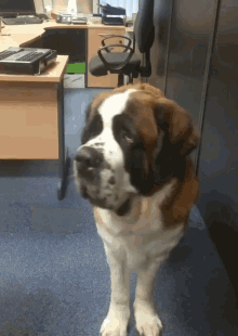 Dog The Office GIF - Dog The Office Office GIFs