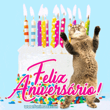 Birthday Cat Brunno GIF - Birthday Cat Brunno GIFs