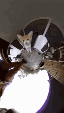 a cat is sitting on a table in a spherical image