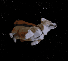 Dog Space GIF - Dog Space Fly GIFs