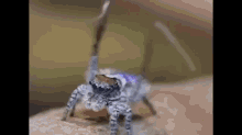 Spider - Infernal Galop (Mash-up) GIF - Spiders Mashup Classical GIFs