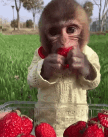 Monkey Eating GIF - Monkey Eating Cutie GIFs