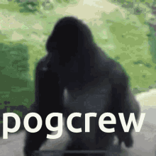 pogcrew gorilla spin