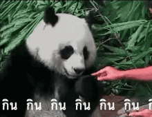 แพนด้า กิน ป้อน GIF - Panda Eat Binge Eating GIFs