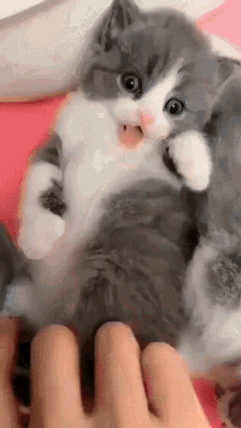 Tickle Cat GIF - Tickle Cat GIFs